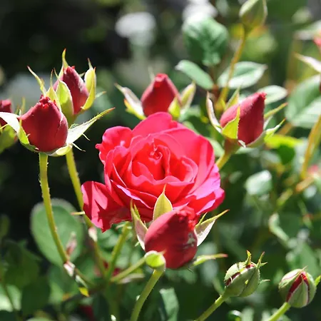 公寓 Urbanhof Prantenberger 博尔扎诺