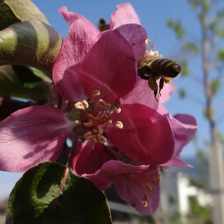 Urbanhof Prantenberger 公寓 *