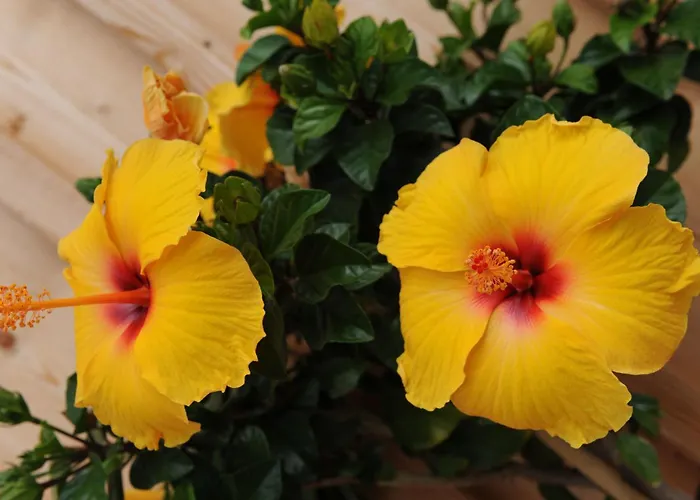 Apartmán Urbanhof Prantenberger *