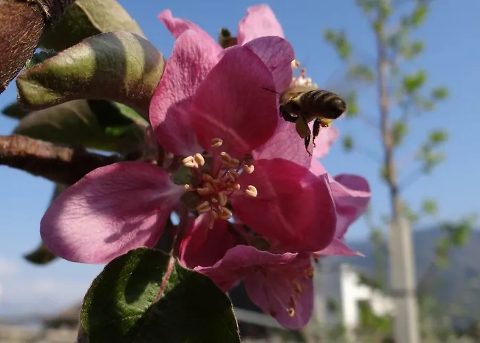 Urbanhof Prantenberger Apartmán *